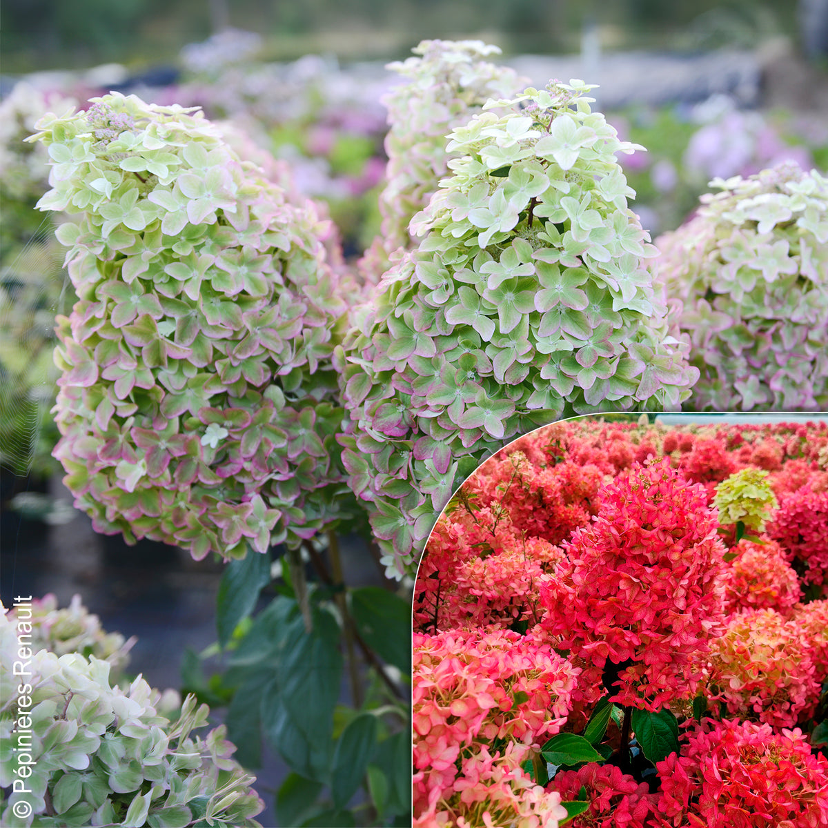 Pluimhortensia Metalica® ‘Renmeta’ - Bakker