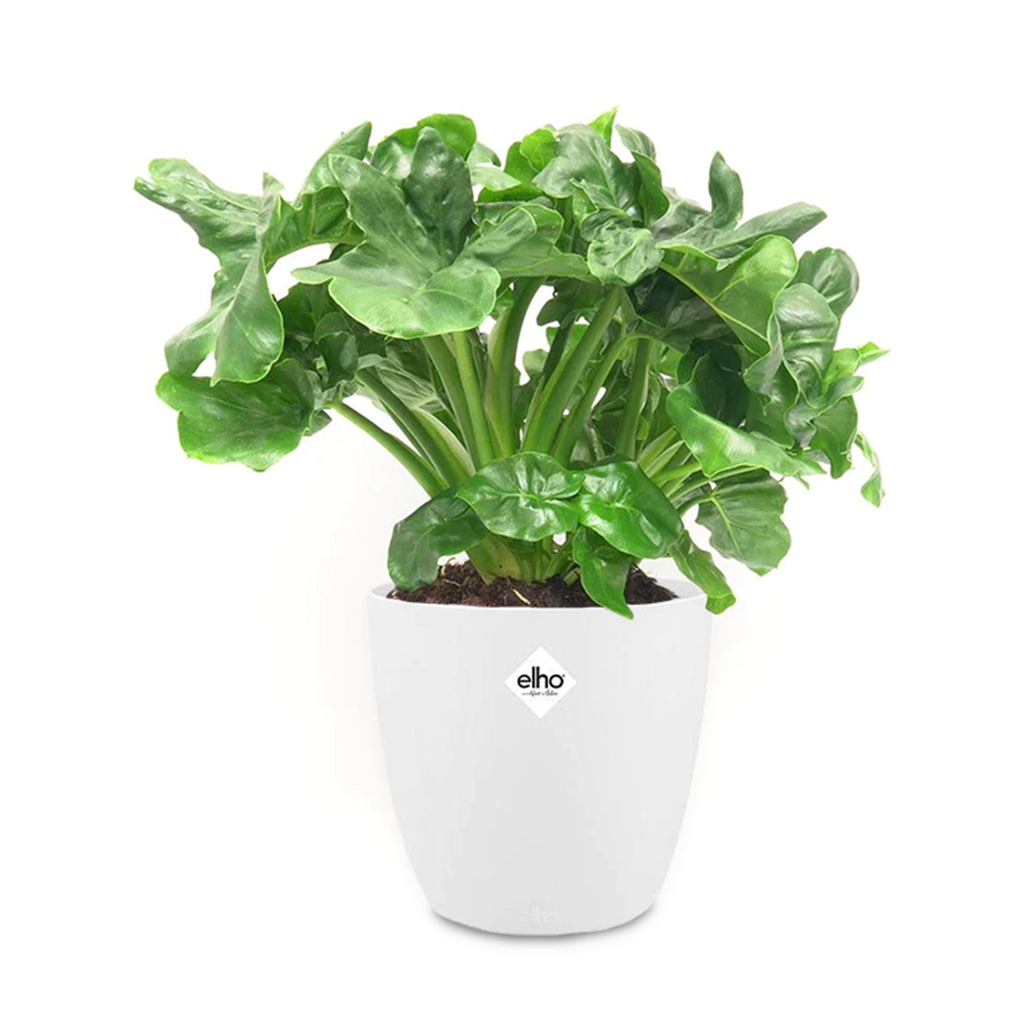 philodendron atom waterwortels Philodendron Monstera Atom incl. witte sierpot ELHO - Philodendron atom