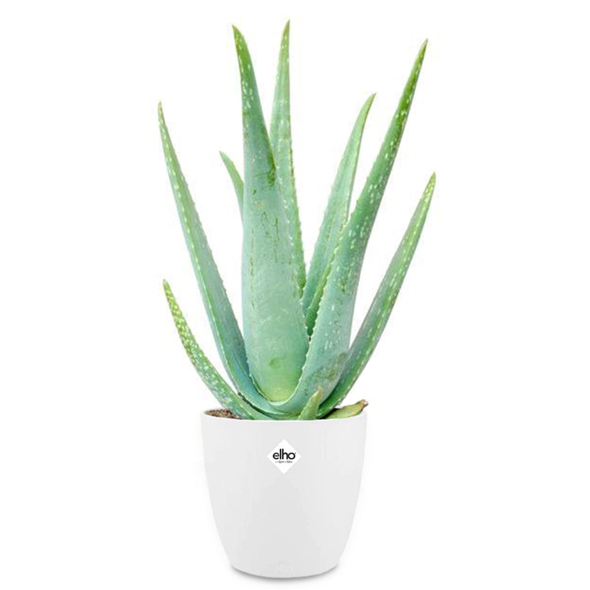 Aloe Vera - Aloe vera - Bakker