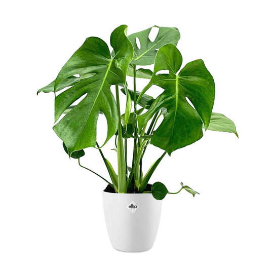 Philodendron Monstera incl. witte sierpot ELHO - Bakker