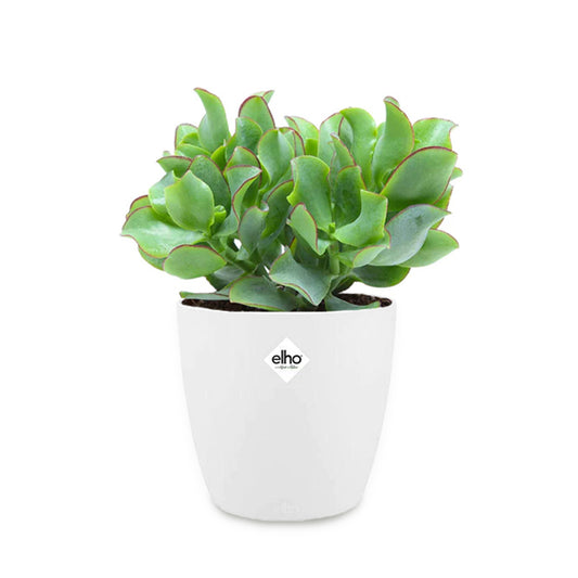 Crassula 'Cristata' incl. witte sierpot - Bakker