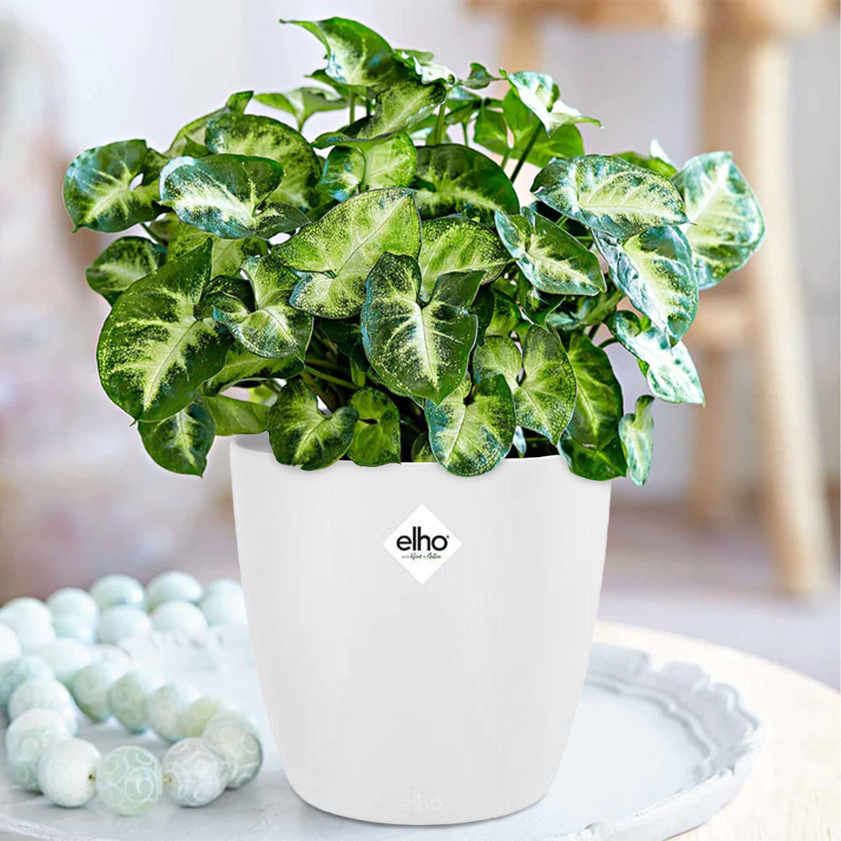 Syngonium 'Pixie' - Bakker