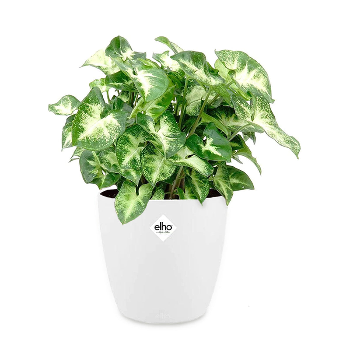 Syngonium pixie - Syngonium 'Pixie' - Kamerplanten met potten