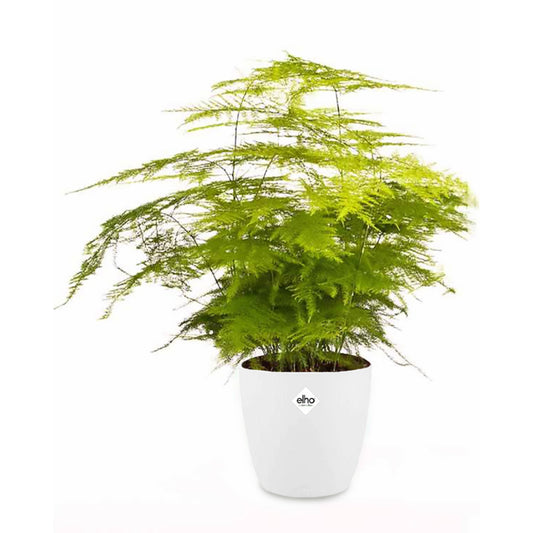 Sierasperge incl. witte sierpot - Bakker