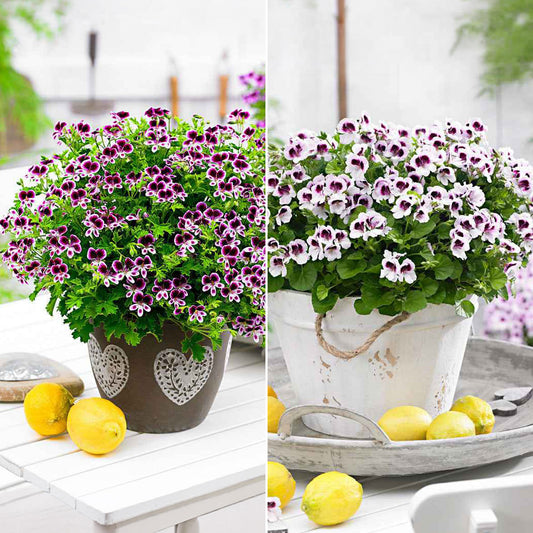 Geranium - Mix 'Mosquitaway Eva' + 'Mosquitaway Lizzy' (x6) - Bakker