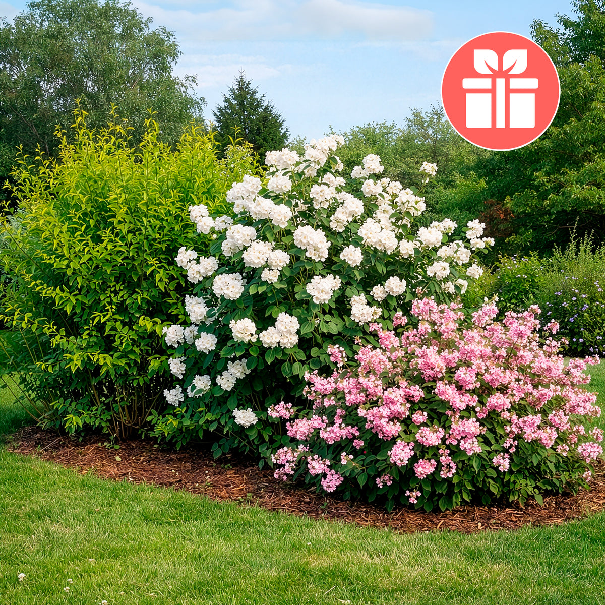 3 struiken als cadeau - Weigela Bristol Ruby,Philadelphus Virginal,Forsythia int. Spectabilis - Bakker