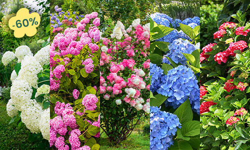 Actie niet missen: hortensia's met -60%