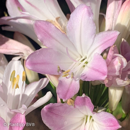 Afrikaanse lelie 'Blush Pink' - Bakker