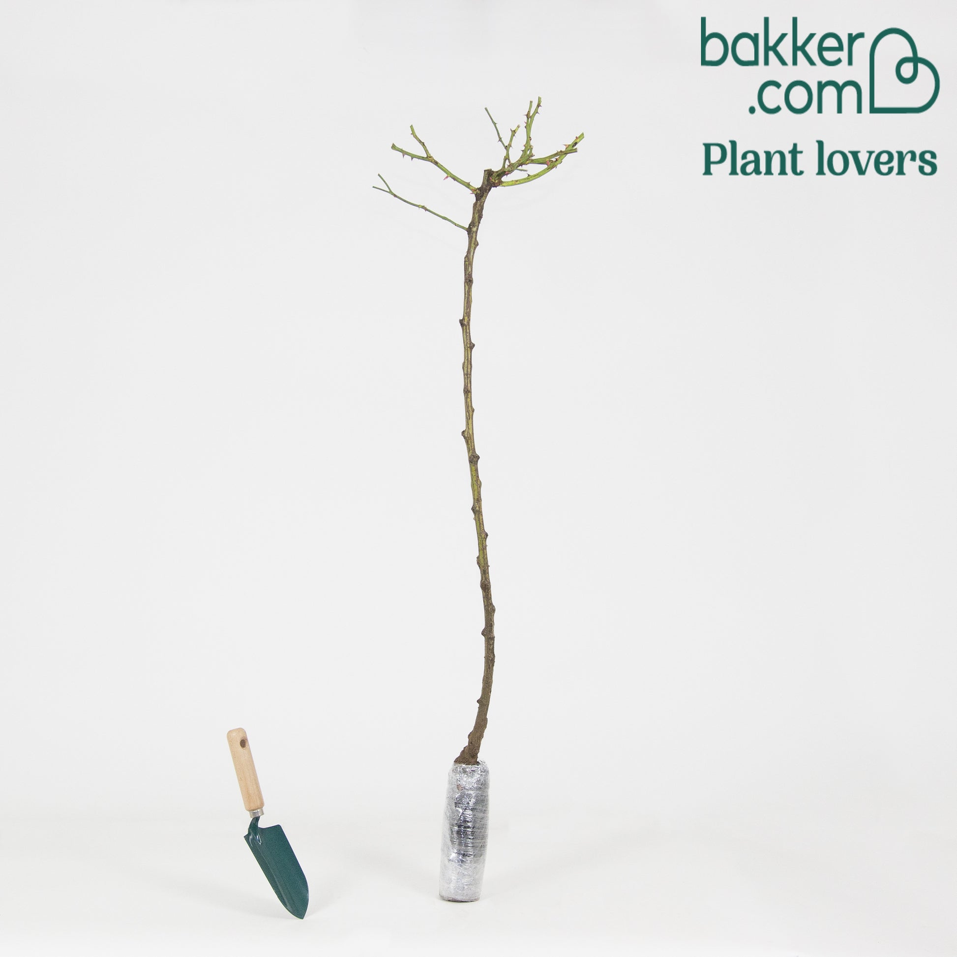 Roos 'Exelsia' op stam - Rosa wichuraiana excelsa