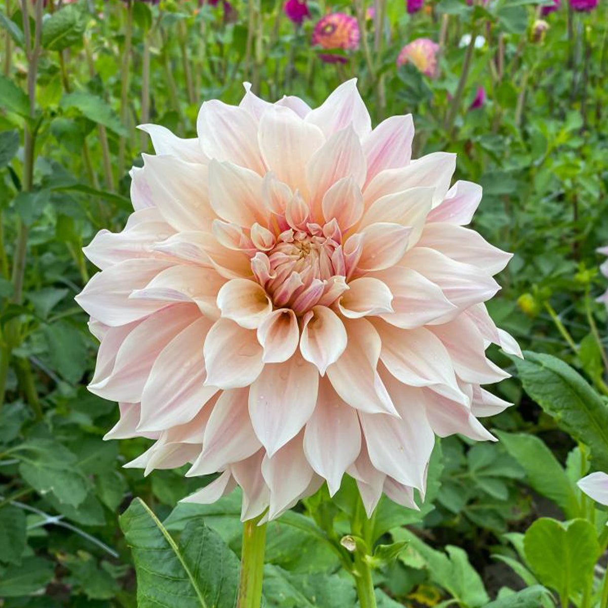 Dahlia - Dahlia's 'Café au Lait' (x3) - Dahlia Café au Lait