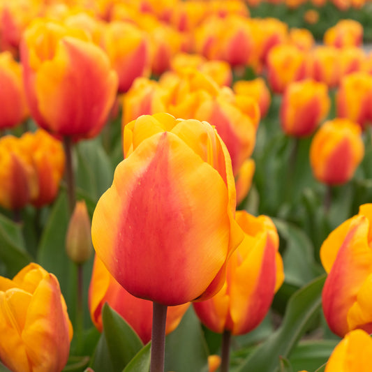 8 Darwintulpen Lalibela Salmon - Bakker