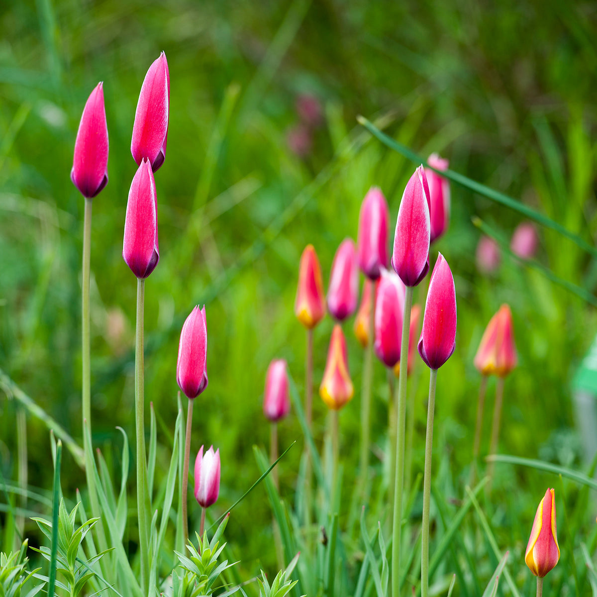 12 Tulpen Peppermint Stick - Tulipa peppermint stick - Bakker