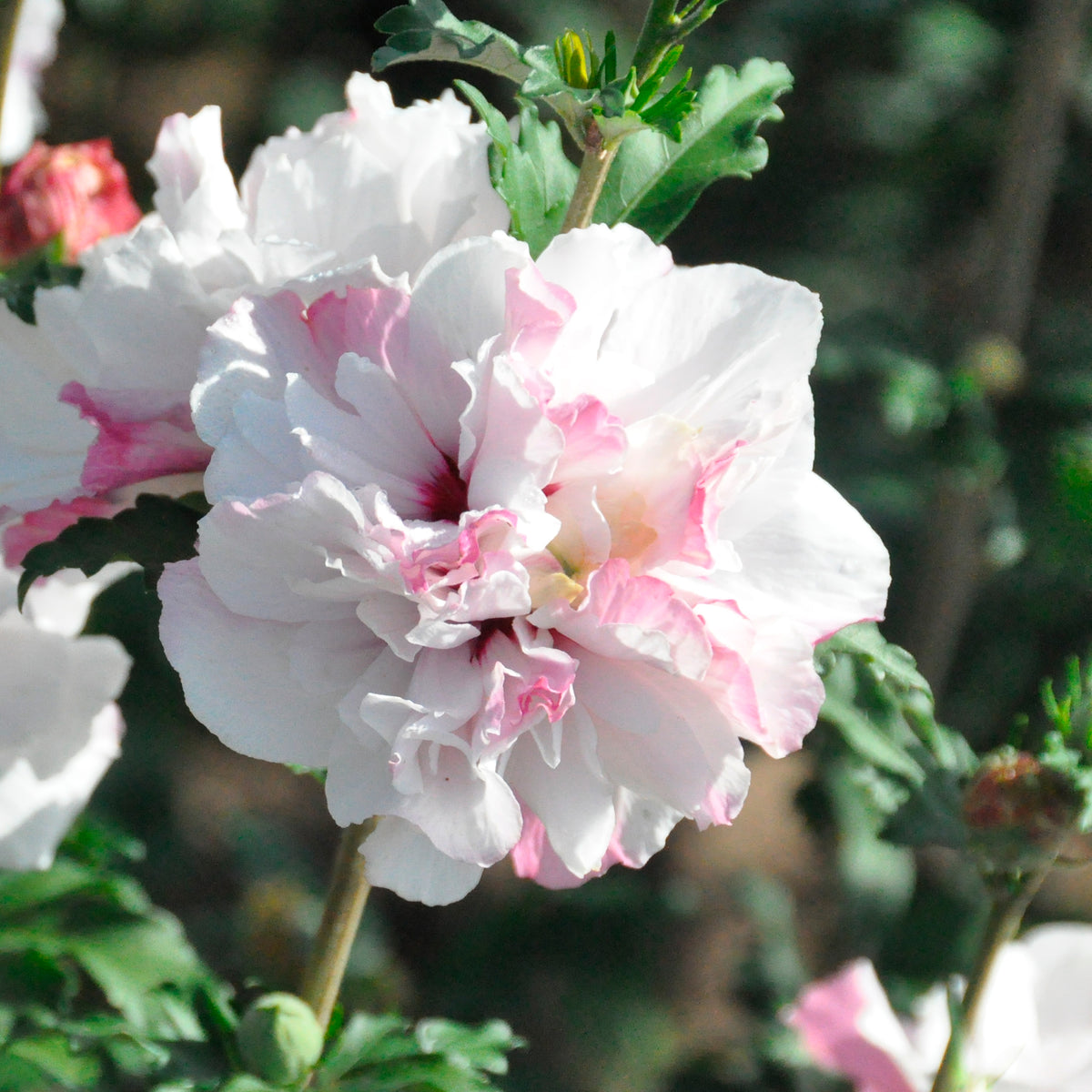 Altheastruik French cabaret ® pastel - Bakker