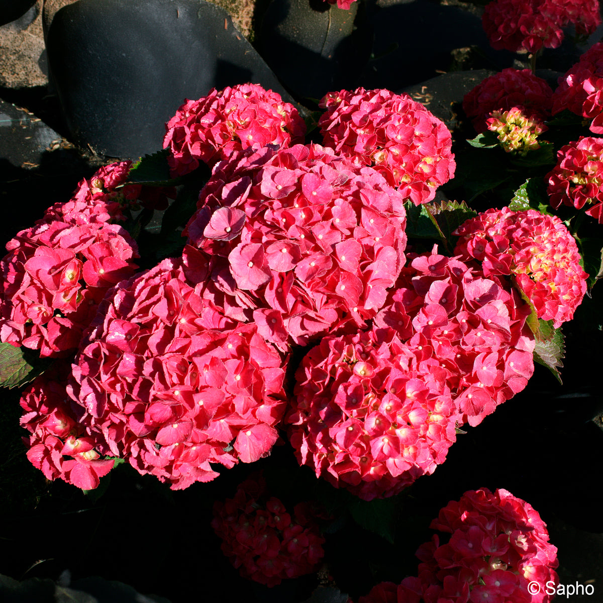 Boerenhortensia Red Ever Belles® - Hydrangea macrophylla Red ever belles ® 'hortmallegretto' - Bakker