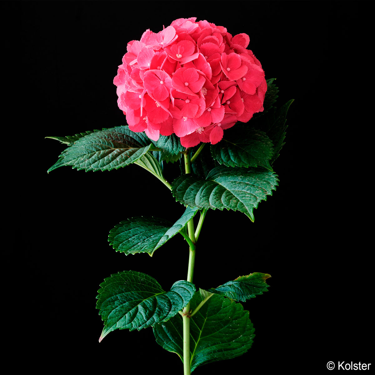 Hydrangea macrophylla Red ever belles ® 'hortmallegretto' - Boerenhortensia Red Ever Belles® - Hortensia macrophylla