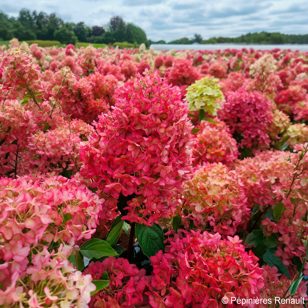 Pluimhortensia Metalica® ‘Renmeta’ - Hydrangea paniculata Metalica® renmeta - Bakker
