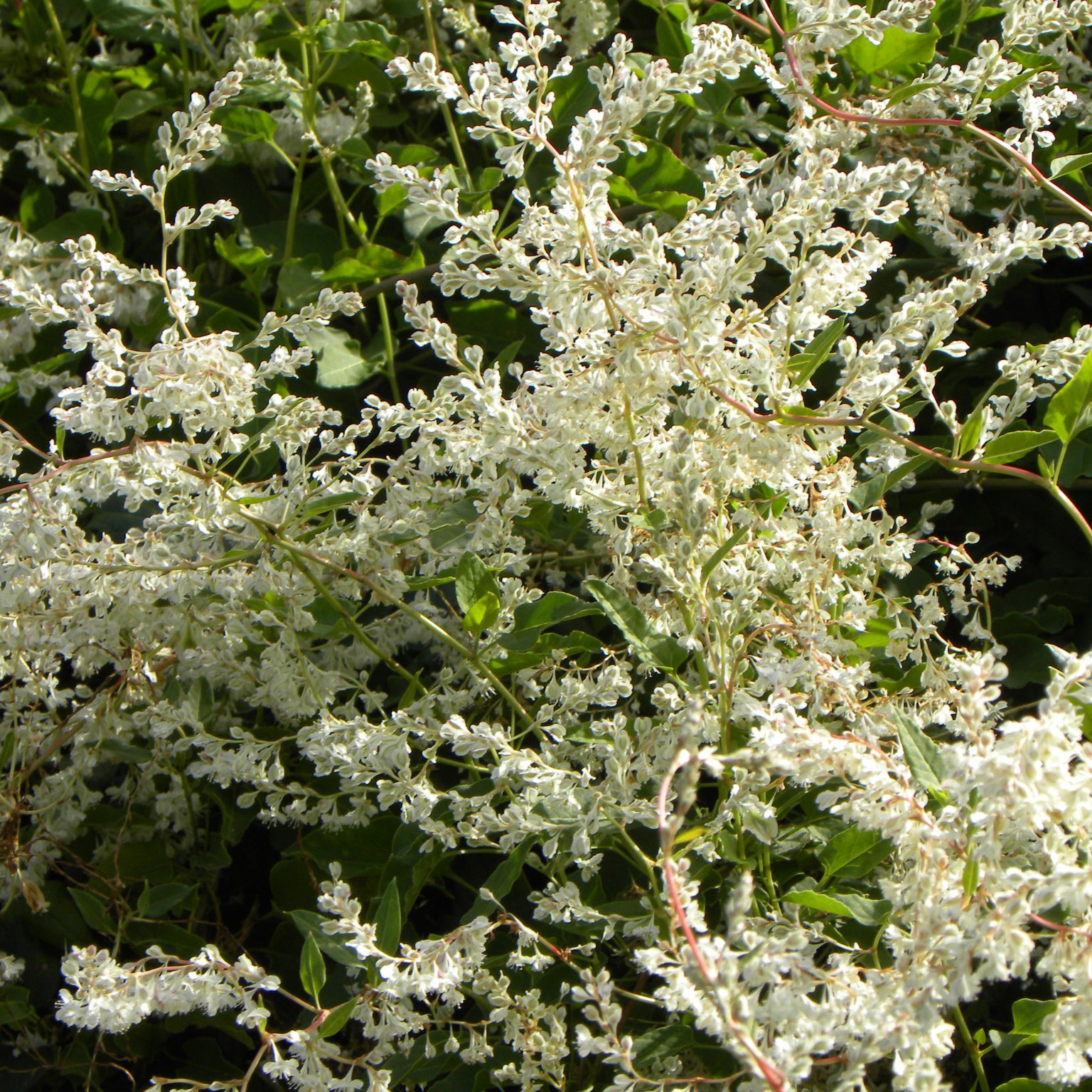 Fallopia Aubertii / Bruidssluier - Fallopia aubertii