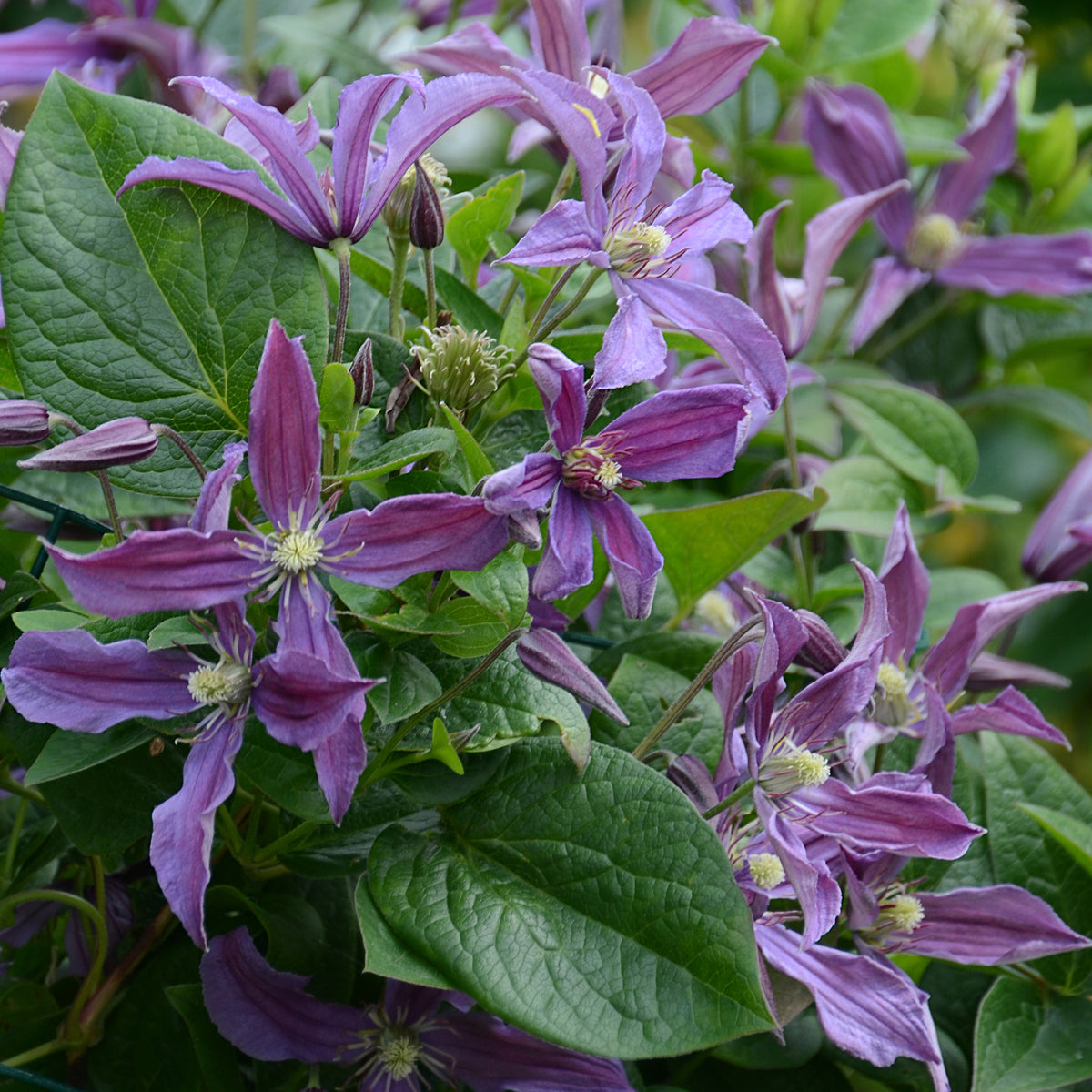 Bosrank Saphyra® Estrella - Clematis integrifolia Saphyra® Estrella - Bakker