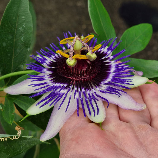 Passiebloem Damsels Delight® - Bakker