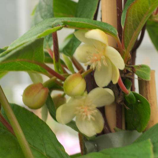 Schisandra grandiflora - Bakker