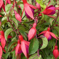 Bellenplant Mrs Popple - Fuchsia mrs popple - Terras- en balkonplanten
