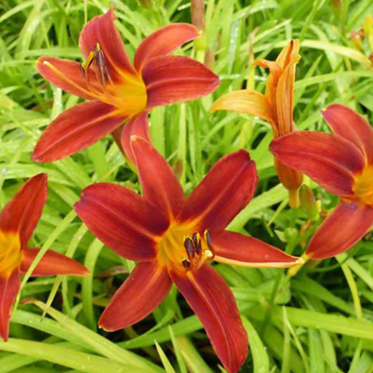 Daglelie 'Sammy Russell' - Bakker