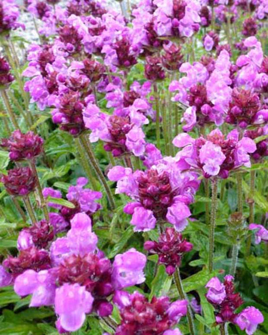 Bijenkorfje Altenberg - Prunella grandiflora altenberg rosa - Tuinplanten