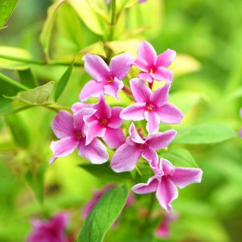 Jasminum x stephanense Starry Summer Scent - Roze Jasmijn Summer Scent - Sterjasmijn - Trachelospermum
