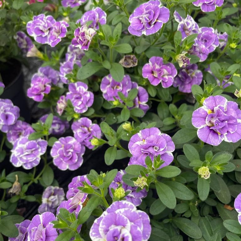 Calibrachoa Dubbel Loopy Lavendel - Bakker