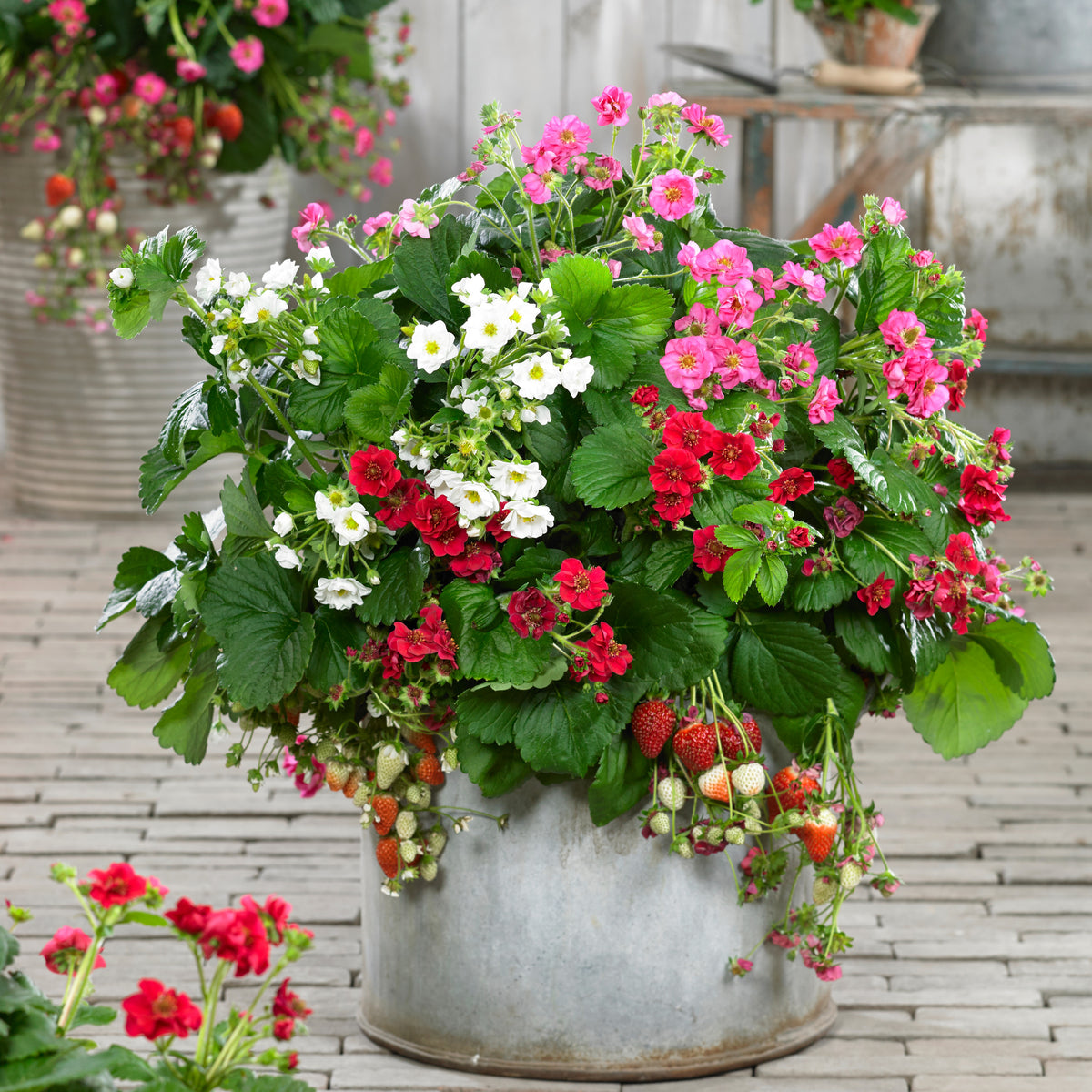 Fragaria Summer Breeze (rood, roze + wit) - Bakker