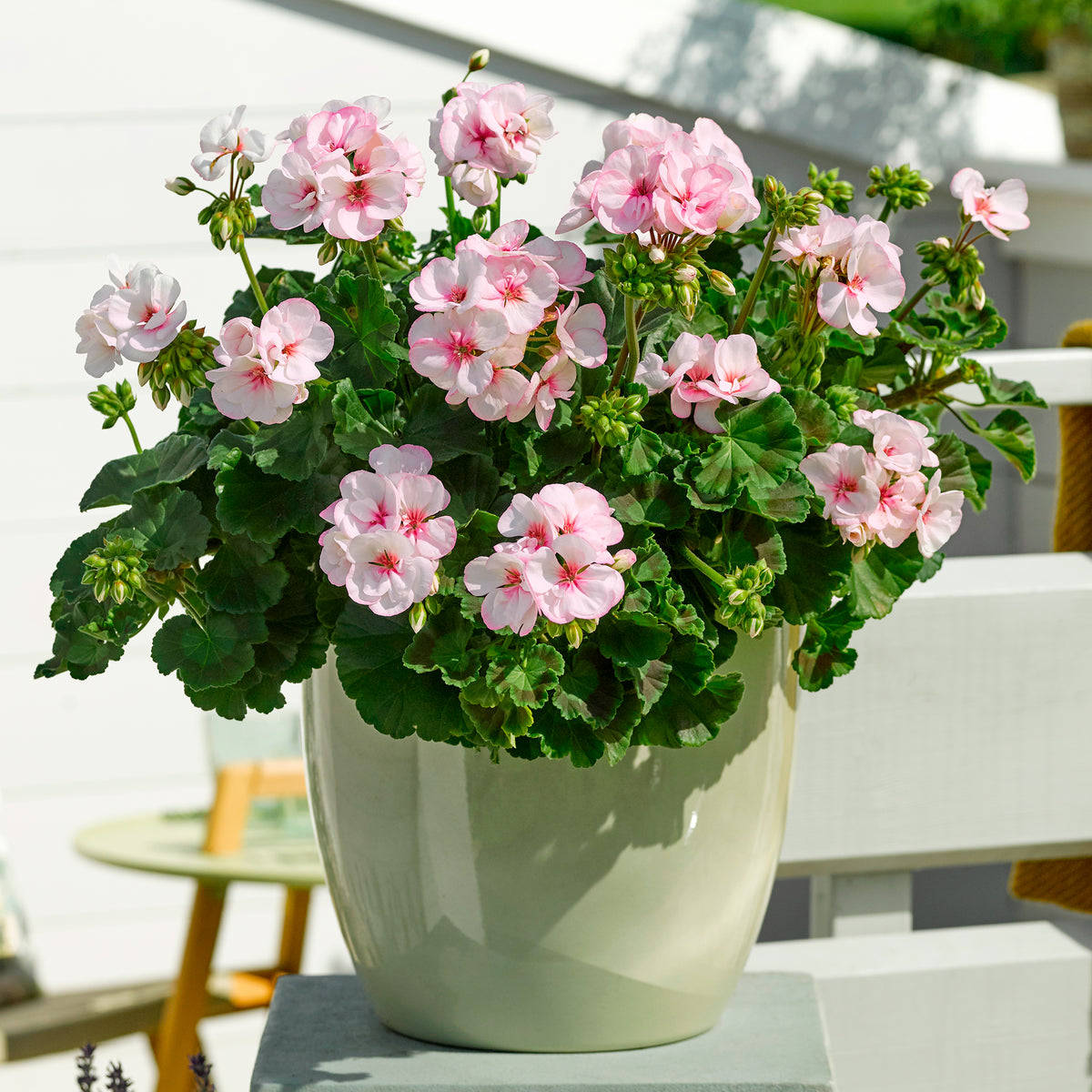 Geranium Estelle - Bakker