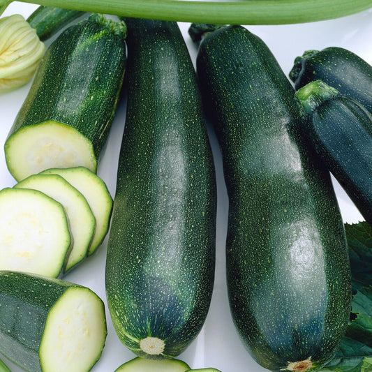 Courgette 'Black Beauty' - Bakker