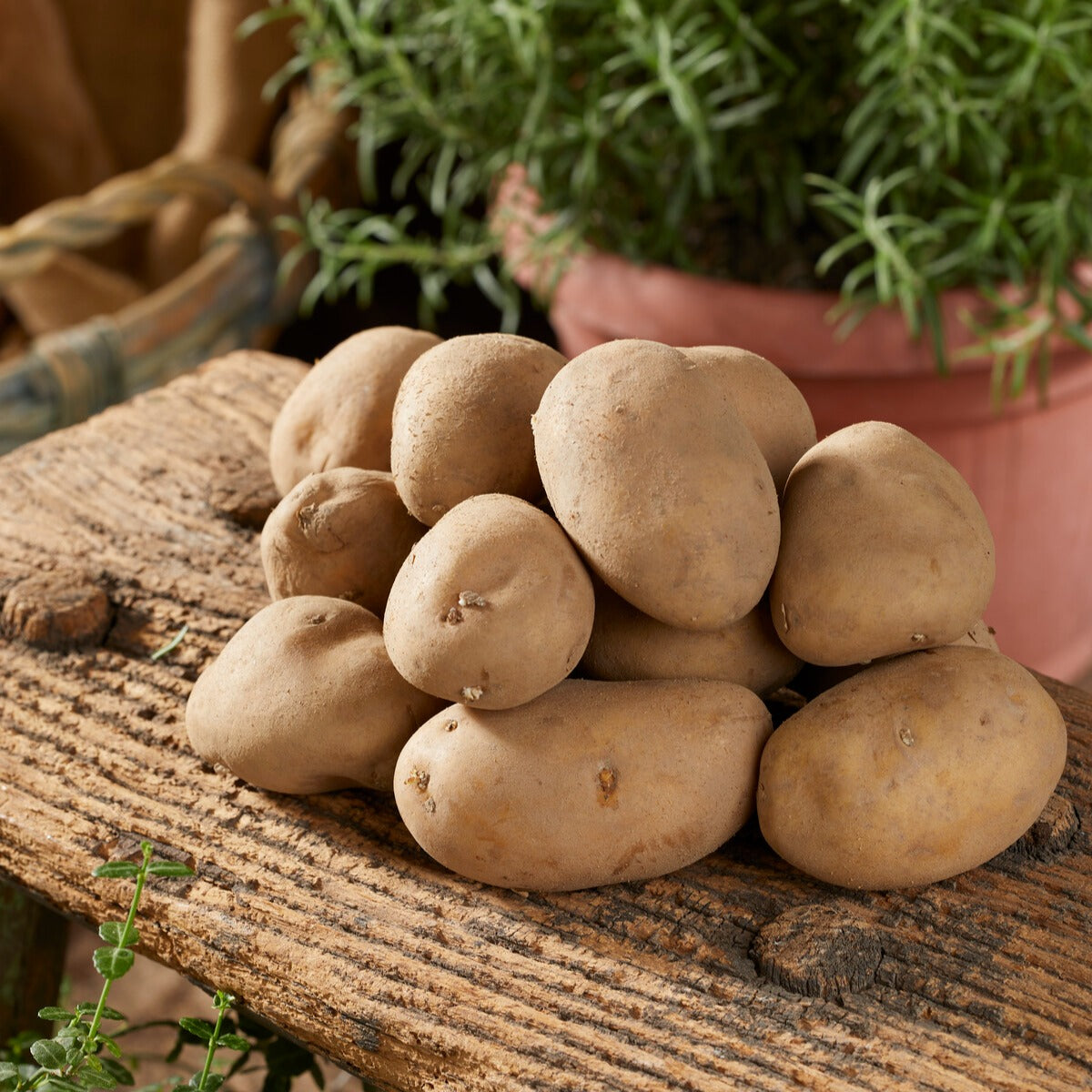Aardappel 'Charlotte' - Solanum tuberosum charlotte - Bakker