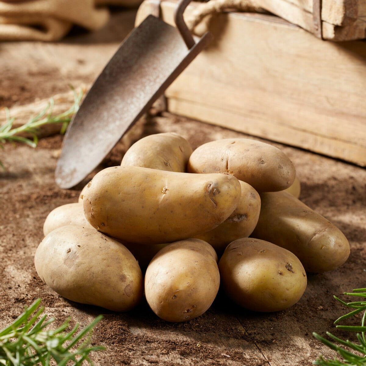 Aardappelplanten - Aardappel 'Amandine' (x25) - Solanum tuberosum amandine