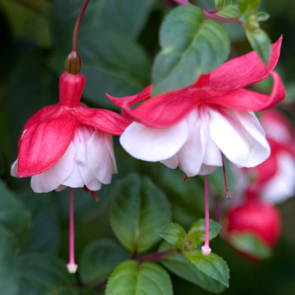 Fuchsia Swingtime - Bellenplant 'Swingtime' - Fuchsia