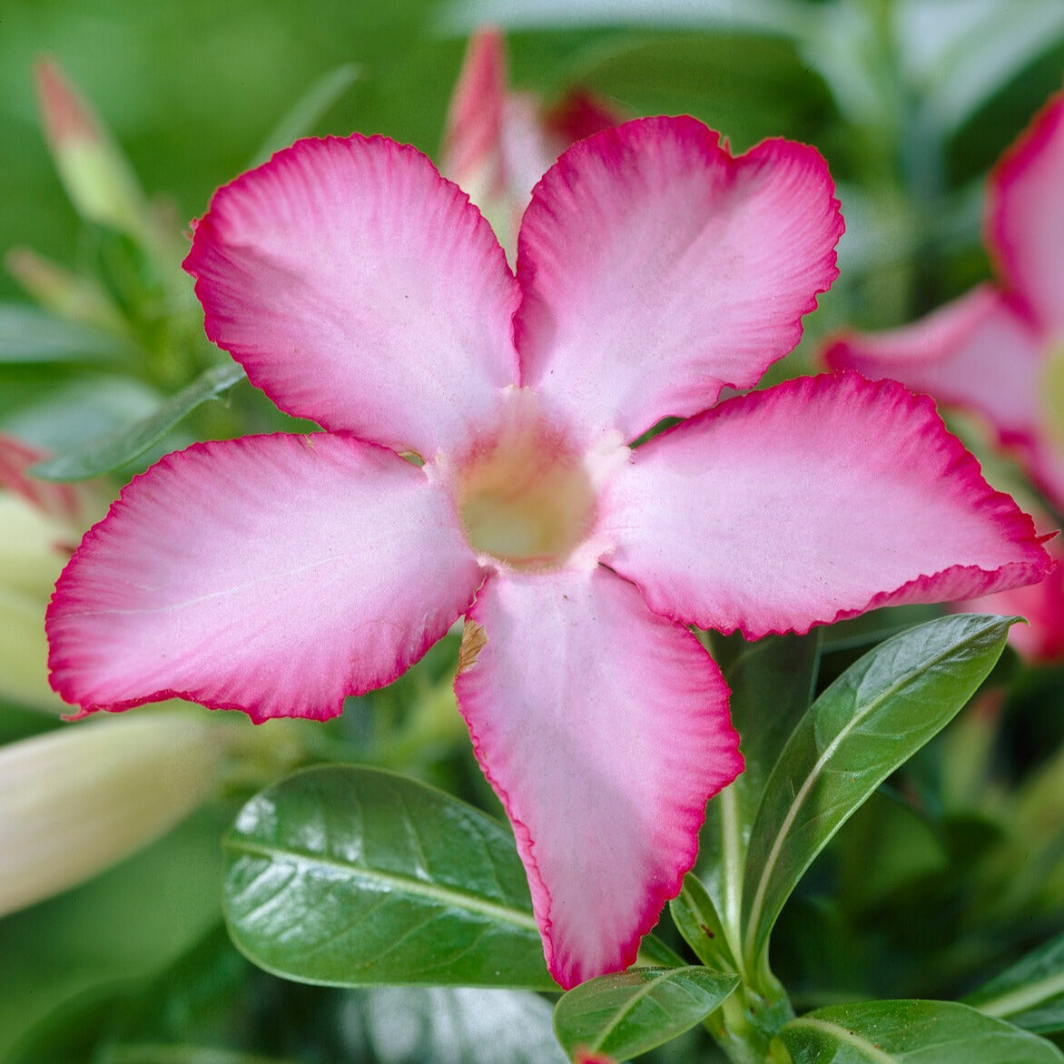 Adenium obesum - Woestijnroos - Kamerplanten voor binnen