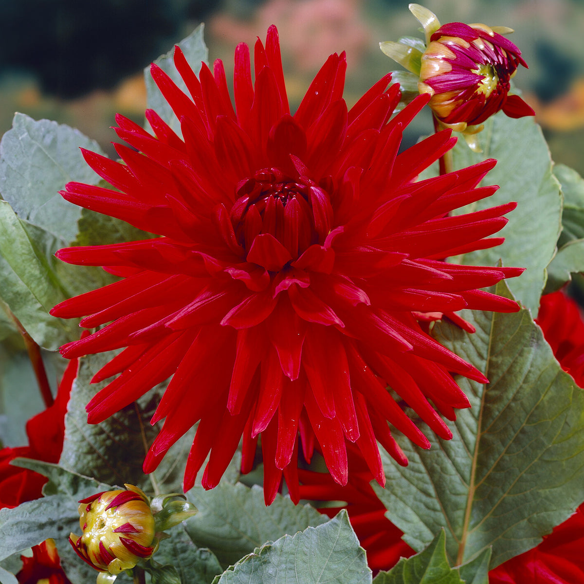 Dahlia - Dahlia 'Red Pigmy' (x3) - Dahlia Red Pigmy