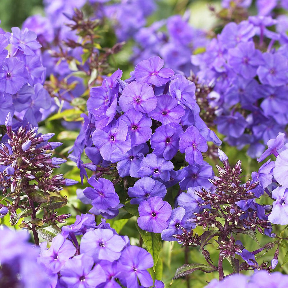 Phlox paniculata Amethyst - Vlambloem 'Amethyst' - Phlox