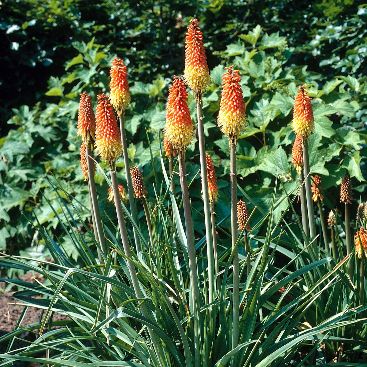 Vuurpijl (x5) - Bakker