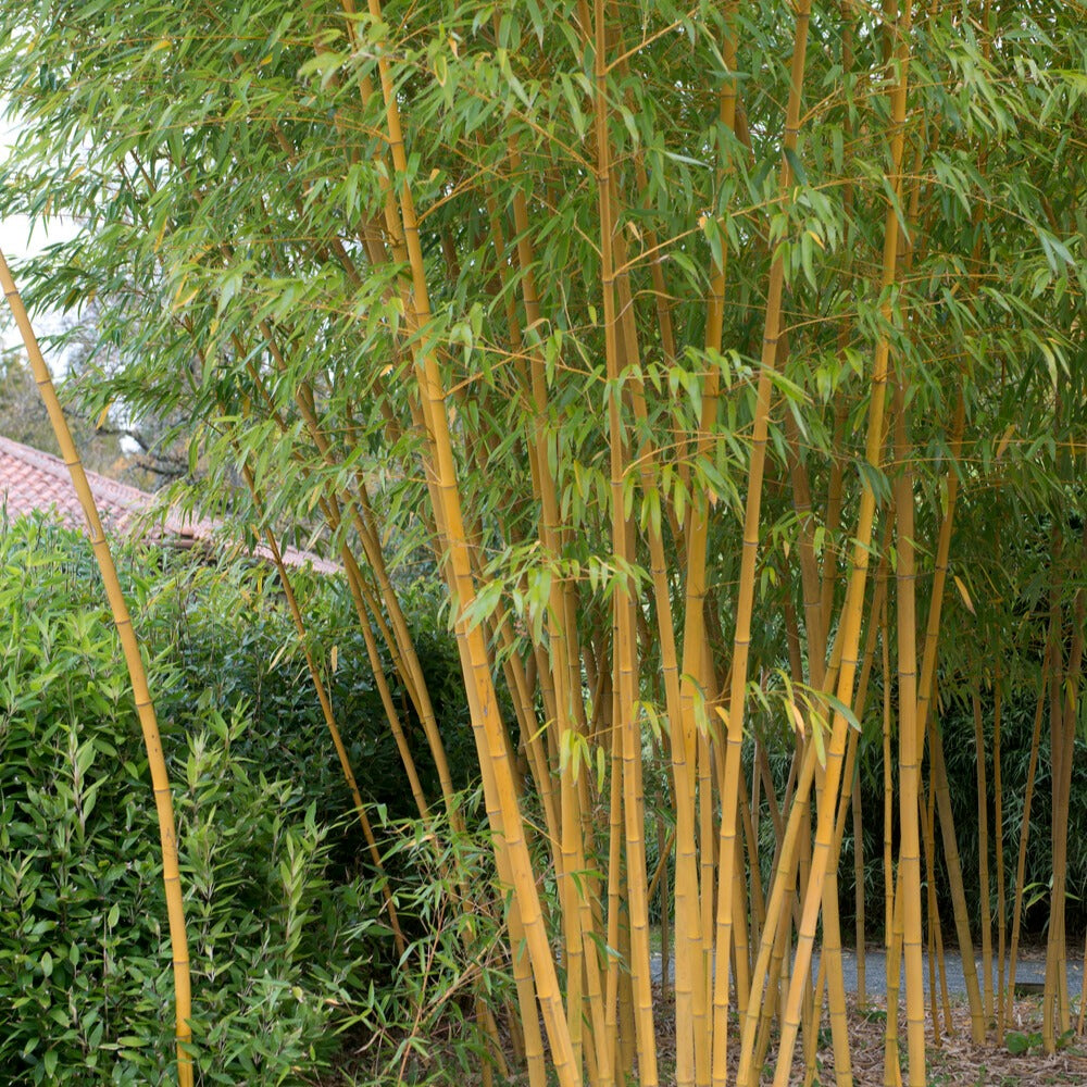 Bamboe Phyllostachys 'Aureocaulis' - Bakker