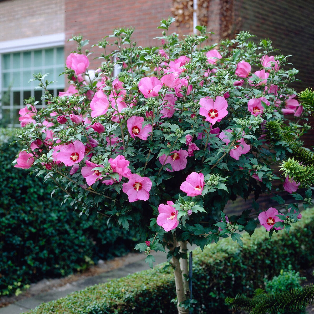 Verkoop Collectie tuinhibiscus op stam (x2) - Hibiscus syriacus