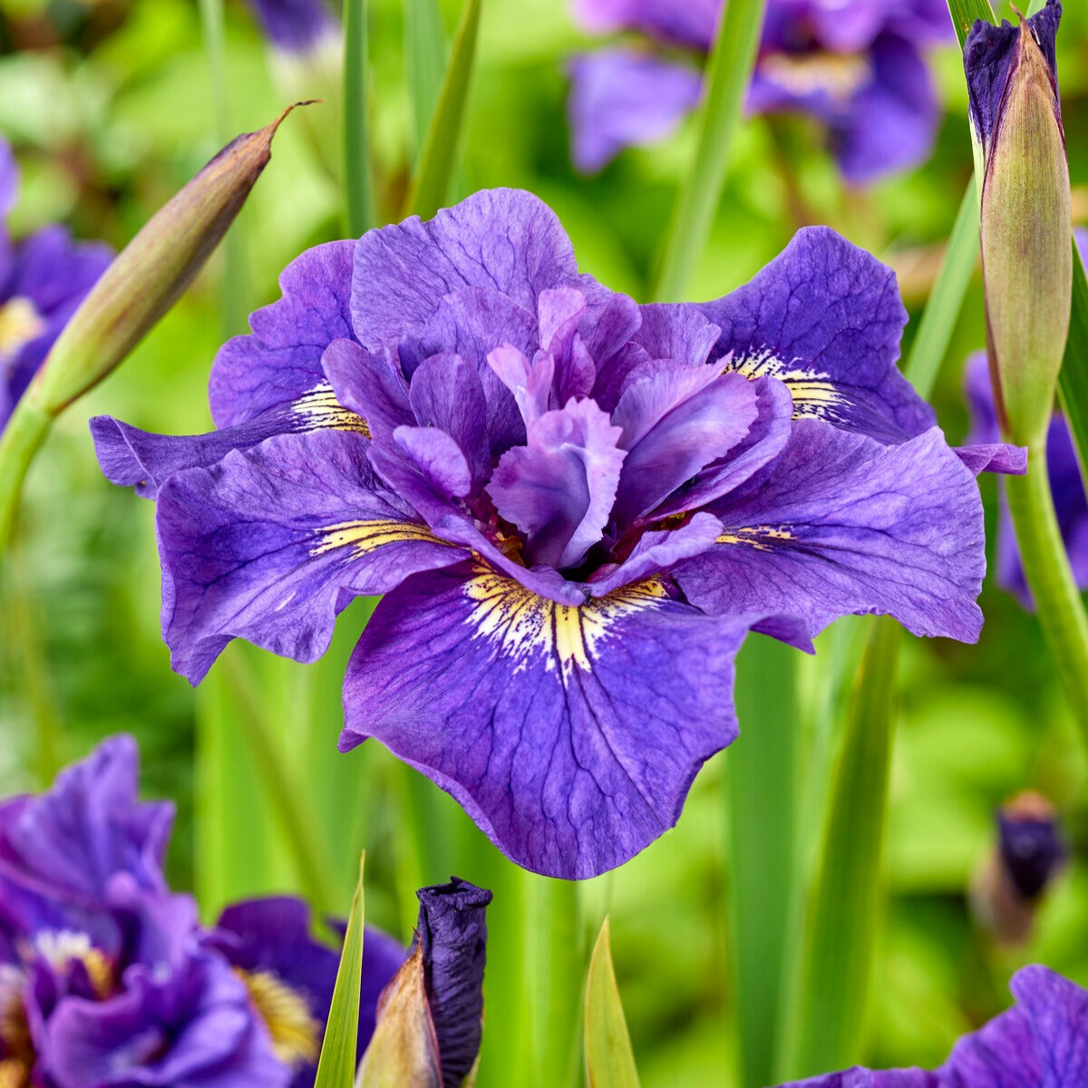 Siberische iris Double Standard - Bakker