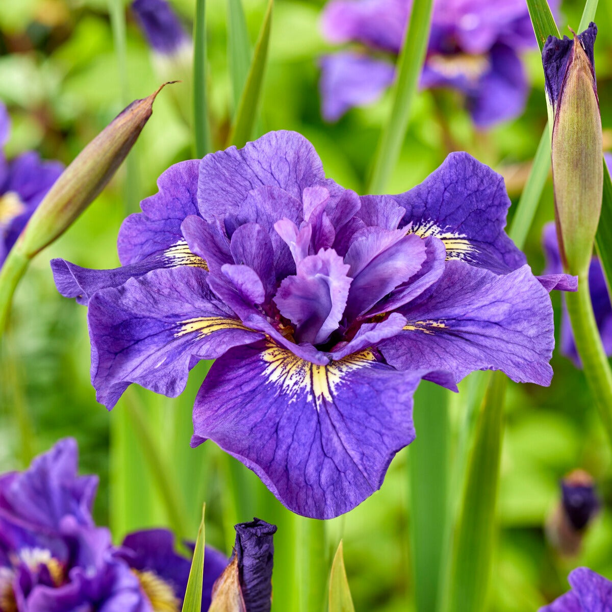 Siberische iris Mix - Iris sibirica Double Standard, Concord Crush, Pink Parfait - Bakker
