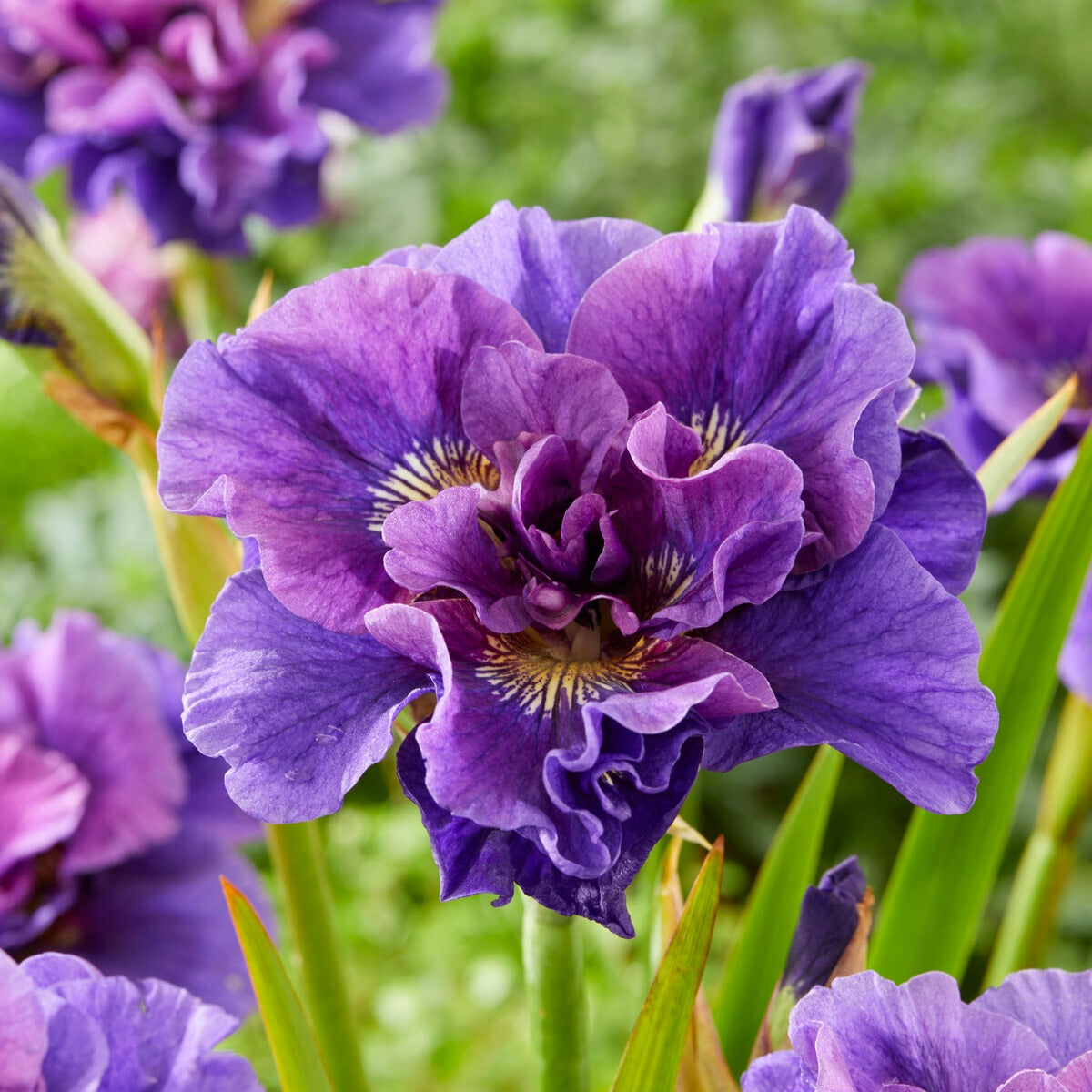 Verkoop Siberische iris Mix - Iris sibirica Double Standard, Concord Crush, Pink Parfait