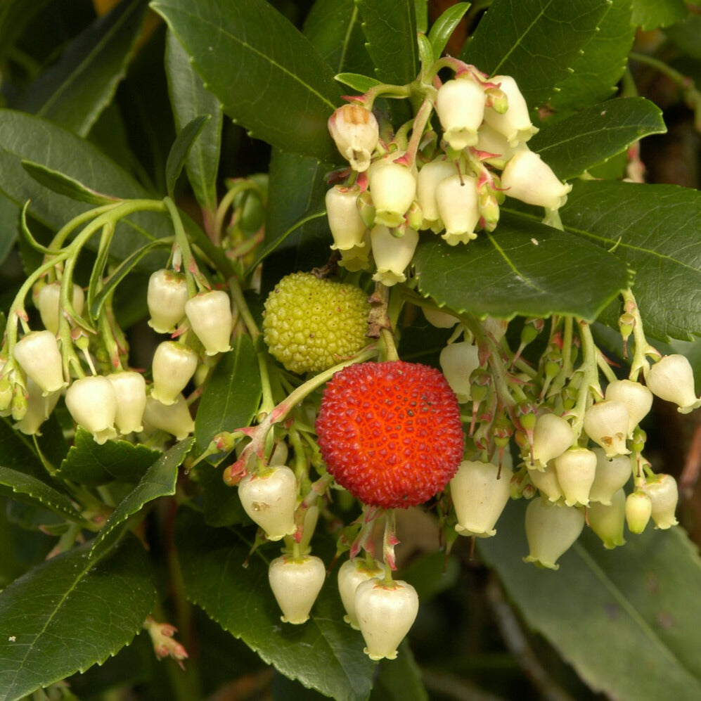 Wintergroene heesters - Aardbeienboom - Arbutus unedo