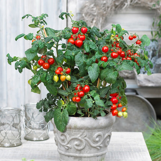 Tomate-cerise Coeur d'amour - Bakker