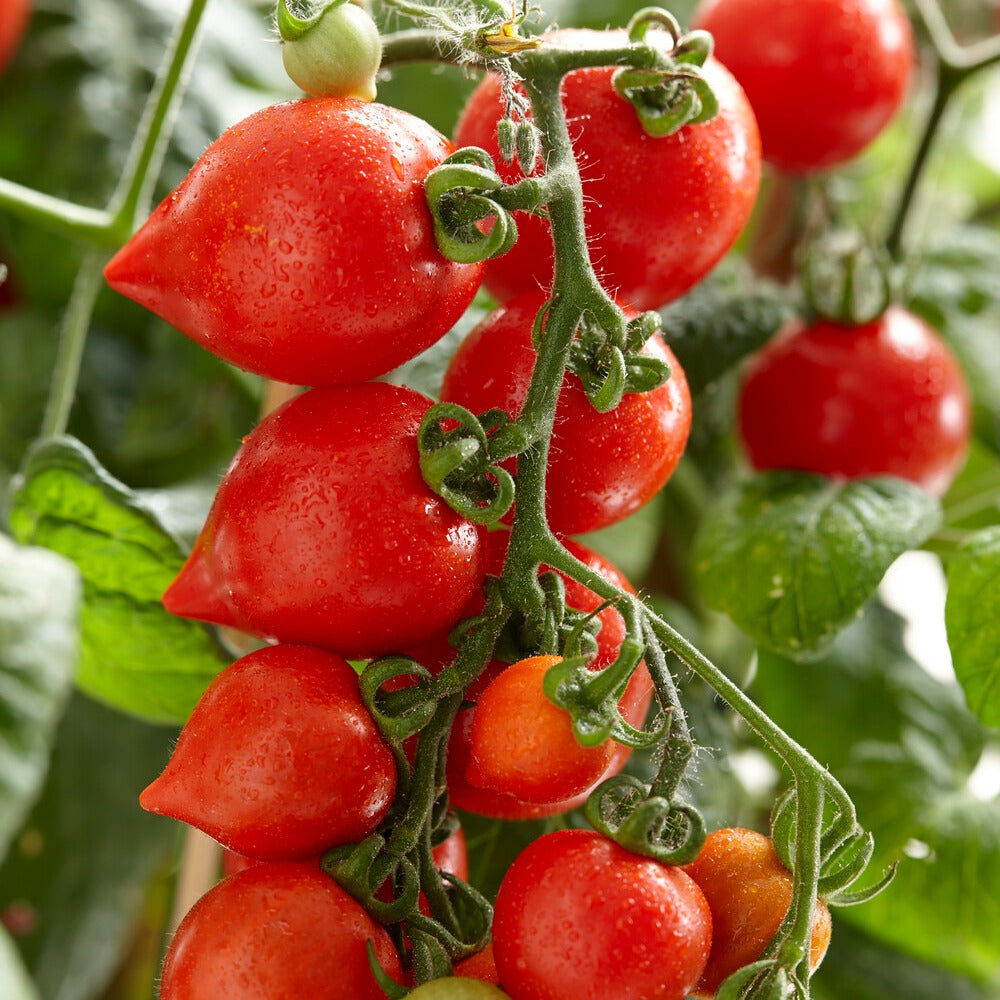 Solanum lycopersicum heartbreaker vita f1 - Tomate-cerise Coeur d'amour - Tomatenzaden