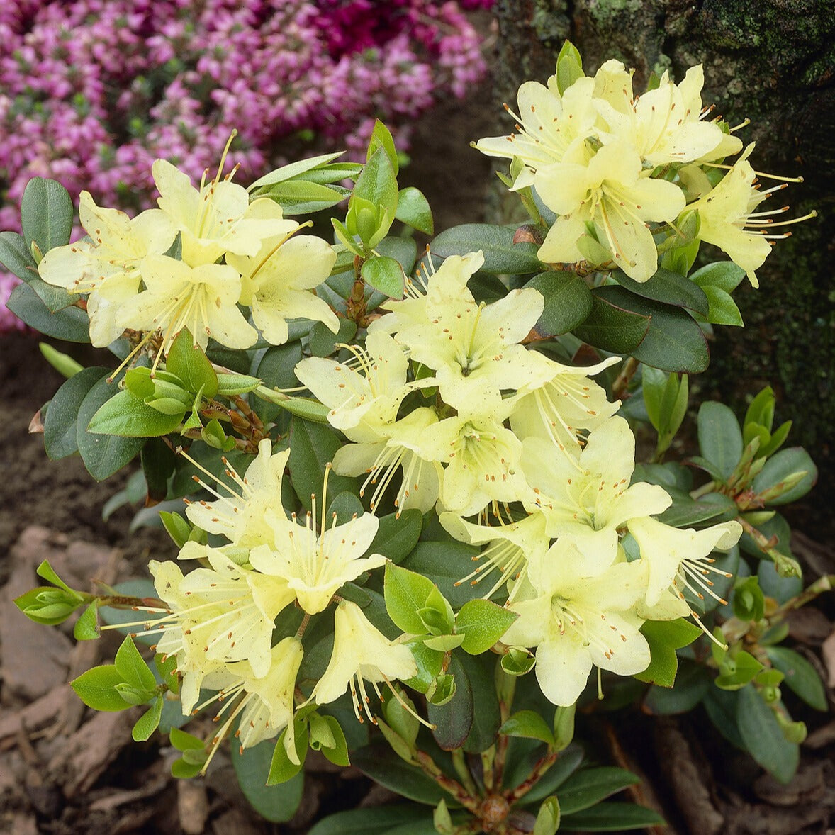 Rhododendron 'Prinses Anne' - Bakker