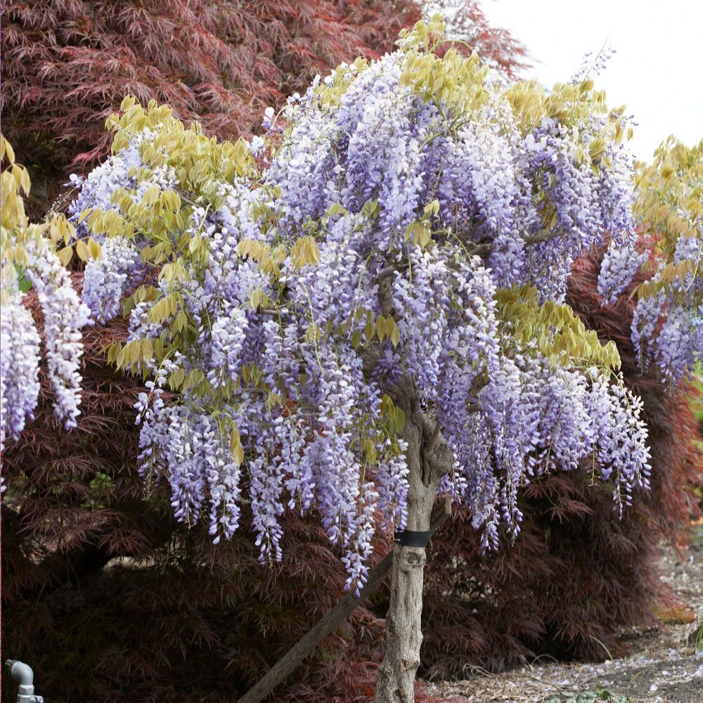Blauwe regen - op stam - Wisteria sinensis
