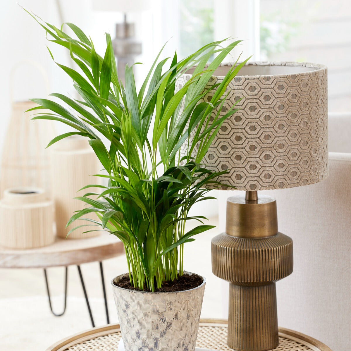 Dypsis lutescens - Areca palm - Kamerplanten voor binnen